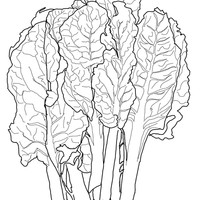 Desenho de Acelga verdura para colorir