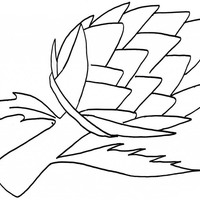 Desenho de Alcachofa verdura para colorir
