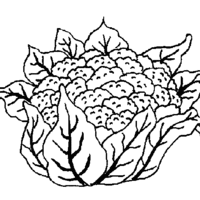Desenho de Couve-flor aberta para colorir