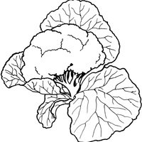 Desenho de Pedaço de couve-flor para colorir