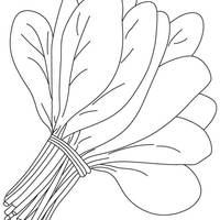 Desenho de Espinafre para colorir