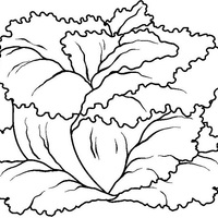 Desenho de Folhas da alface para colorir