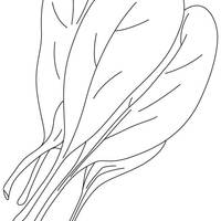 Desenho de Folhas de espinafre para colorir