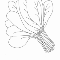 Desenho de Maço de espinafre para colorir