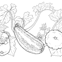 Desenho de Verduras na horta para colorir