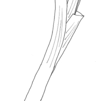 Desenho de Alho-poró para colorir