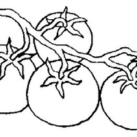 Desenho de Cacho de tomate para colorir