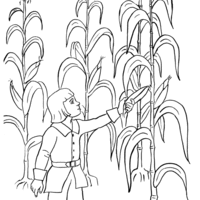 Desenho de Menino ajudando na colheita do milharal para colorir