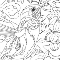 Desenho de Colibri para adultos para colorir