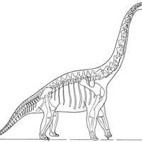 Desenho de Esqueleto de Branquiossauro para colorir