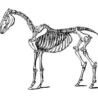 Desenho de Esqueleto de animal para colorir