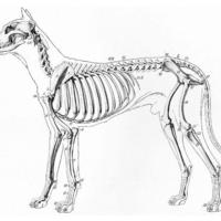 Desenho de Esqueleto de cachorro para colorir