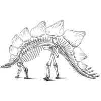 Desenho de Esqueleto de dinossauro para colorir