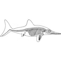 Desenho de Esqueleto de peixe espada para colorir