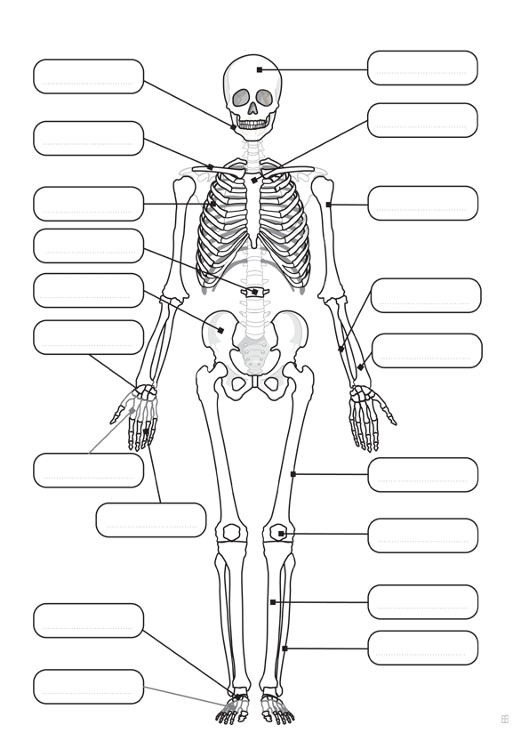 Featured image of post Anatomia Para Colorir Ossos Modo que todos os estudantes que ter o contato com ela possam