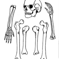 Desenho de Partes do esqueleto humano para colorir