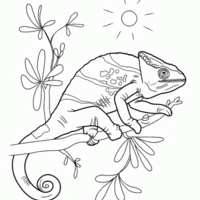 Desenho de Camaleão fofo para colorir