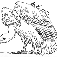 Desenho de Urubu ave feia para colorir