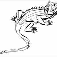 Desenho de Iguana parada para colorir