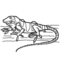 Desenho de Iguana réptil para colorir