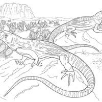 Desenho de Iguanas no deserto para colorir