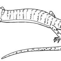 Desenho de Lagarto bonito para colorir