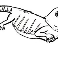 Desenho de Lagarto pequeno para colorir