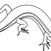 Desenho de Lagartixa bonita para colorir