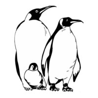 Desenho de Família de pinguins para colorir
