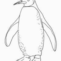 Desenho de Pinguim bonito para colorir