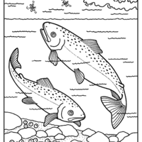 Desenho de Salmões nadando no mar para colorir