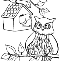 Desenho de Ninho na árvore e coruja para colorir