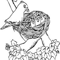 Desenho de Mamãe pássaro cuidando do ninho para colorir