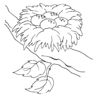 Desenho de Ovos de pássaros no ninho para colorir