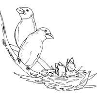 Desenho de Papais pássaros e filhotes no ninho para colorir
