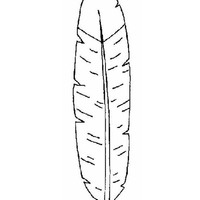 Desenho de Pena de cocar indígena para colorir