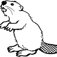 Desenho de Castor roedor para colorir