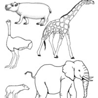 Desenho de Bichos da savana para colorir