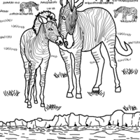 Desenho de Zebras na savana para colorir