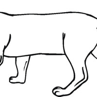 Desenho de Pantera felino para colorir