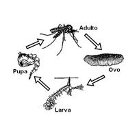 Desenho de Ciclo de vida do Aedes Aegypti para colorir