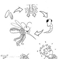 Desenho de Ciclo de vida do mosquito da dengue para colorir