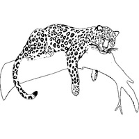Desenho de Jaguar descansando no galho para colorir