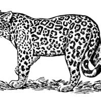 Desenho de Jaguar na savana para colorir
