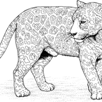 Desenho de Jaguar felino para colorir