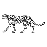 Desenho de Cheetah para colorir