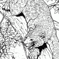 Desenho de Cheetah-africana para colorir