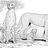 Desenho de Família de guepardos para colorir