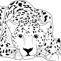 Desenho de Guepardo deitado para colorir