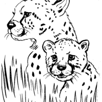 Desenho de Mamãe guepardo e filhote para colorir